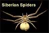 Siberian Spiders